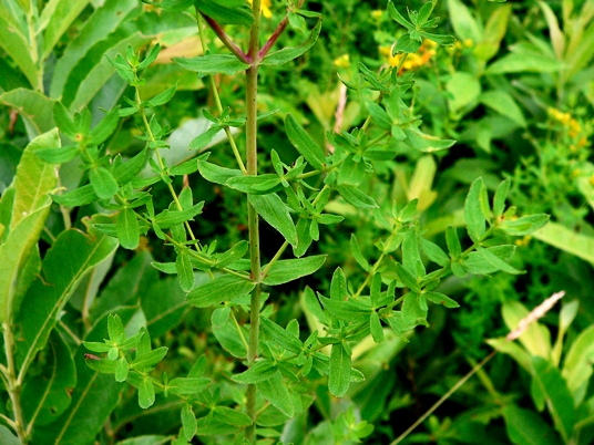 {Hypericum mutilum}